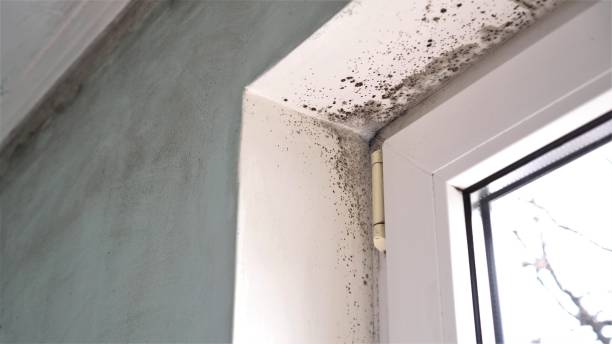 Best Certified Mold Removal  in Shiner, TX