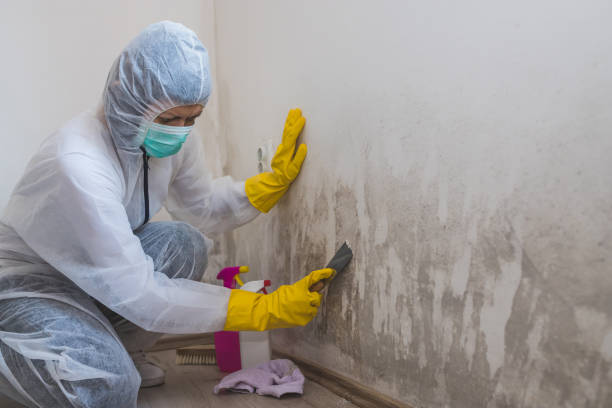 Best Local Mold Removal Service  in Shiner, TX