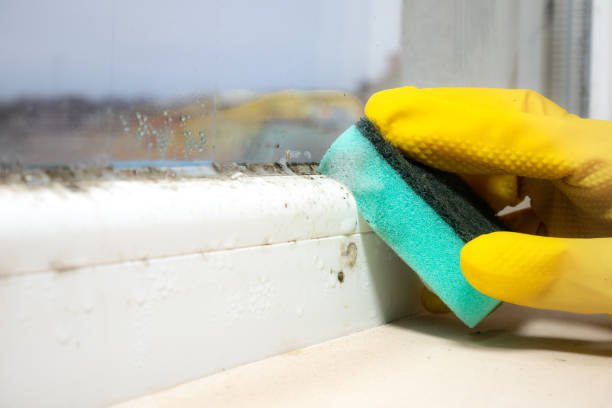 Best Certified Mold Removal  in Shiner, TX