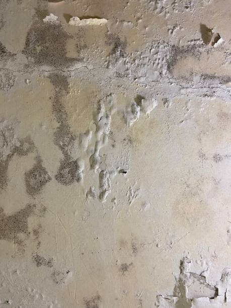 Best Best Mold Removal Companies  in Shiner, TX