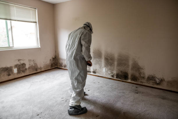 Best Professional Mold Removal  in Shiner, TX