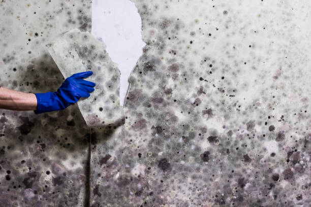 Best Mold Cleaning Services  in Shiner, TX