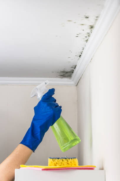 Best Toxic Mold Removal  in Shiner, TX