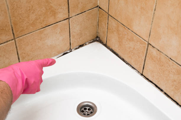 Best Crawl Space Mold Removal  in Shiner, TX